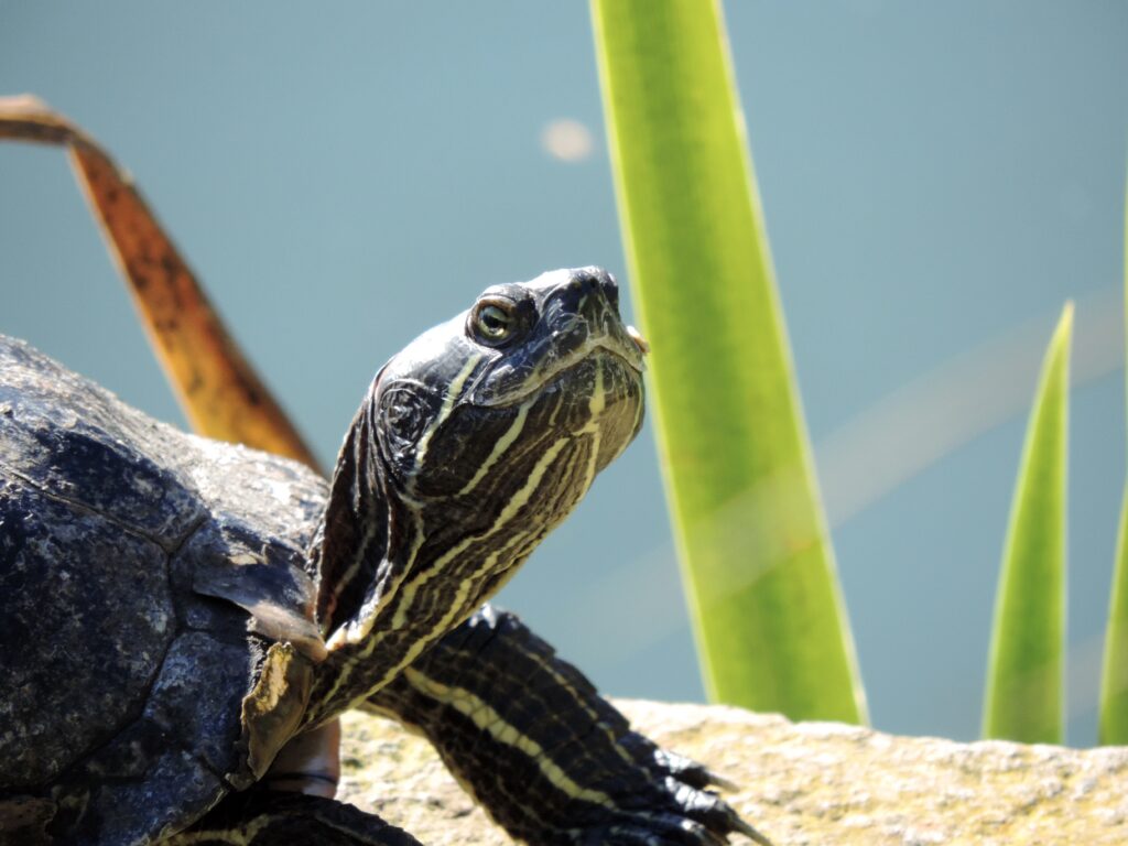 Jerry die Schildkröte schaut selbstbewusst in die Kamera
