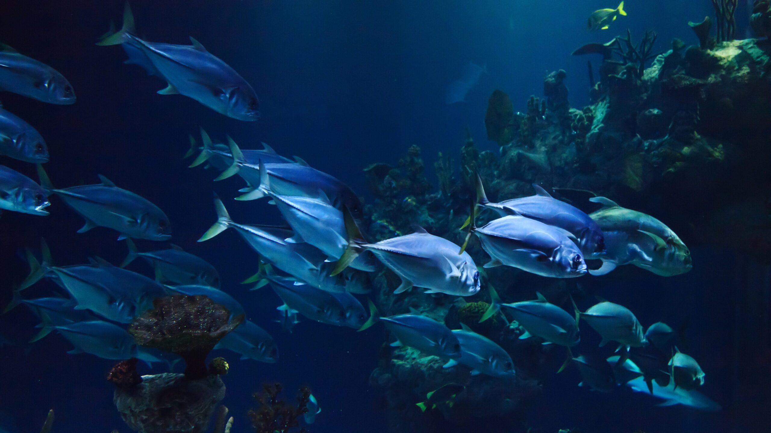 Ein Schwarm von Fischen im Ozean - Bedroht von Plastik im Meer