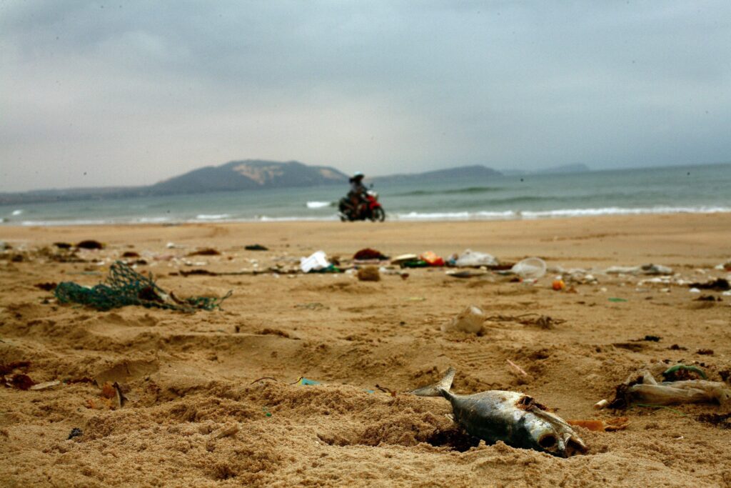 Ein toter Fisch am Strand, umgeben von Plastikabfällen – ein Beispiel für die Notwendigkeit, Plastik im Meer zu vermeiden